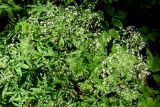 Galium intermedium