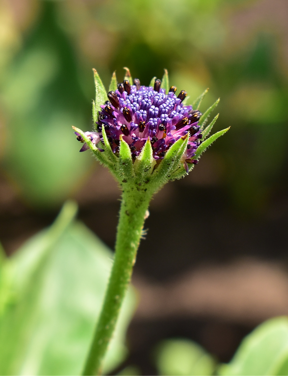 Изображение особи Dimorphotheca ecklonis.