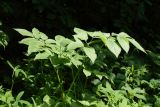 Chaerophyllum aromaticum