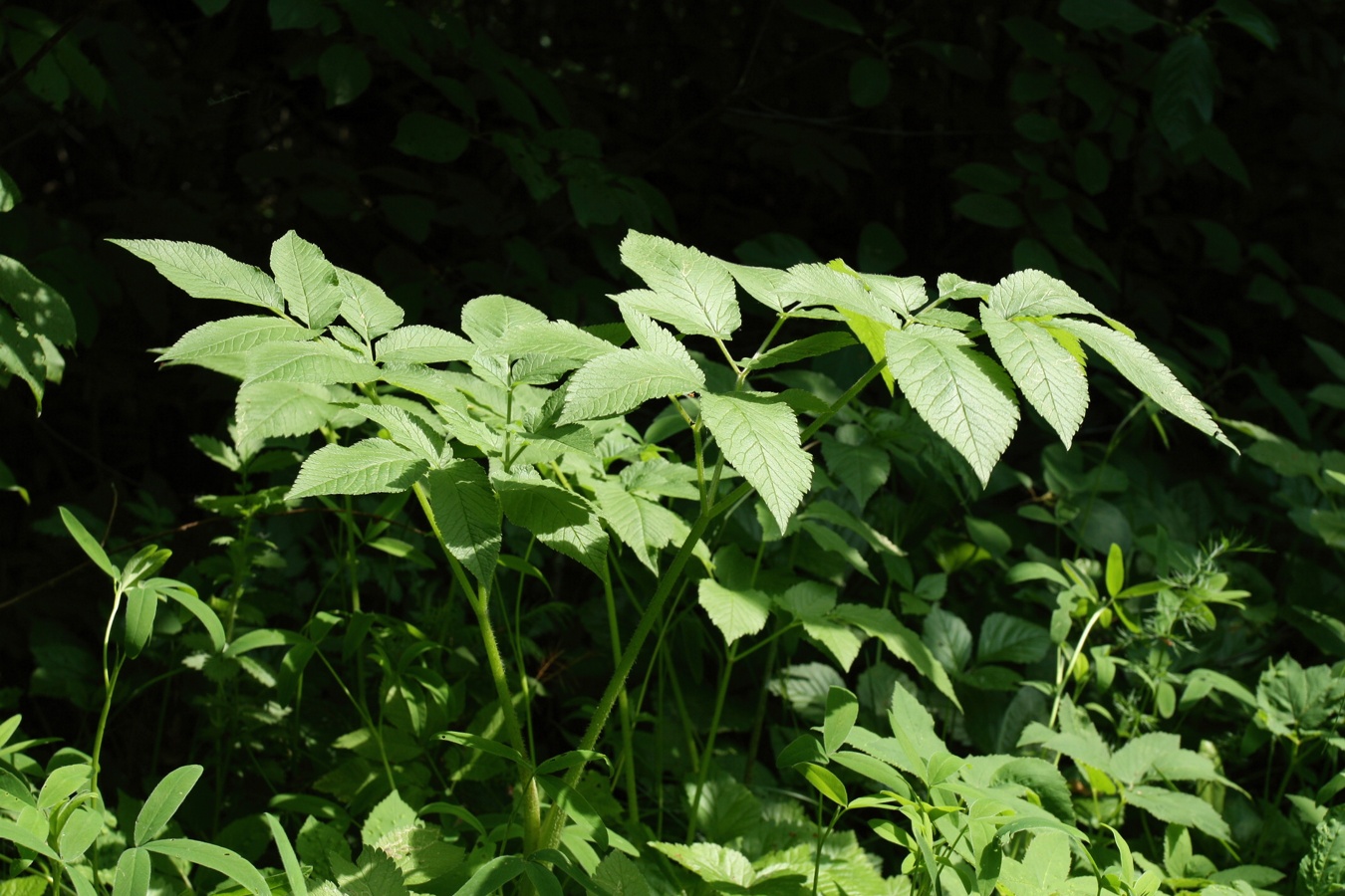 Image of Chaerophyllum aromaticum specimen.