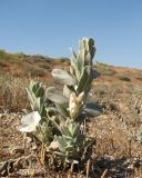 Convolvulus persicus