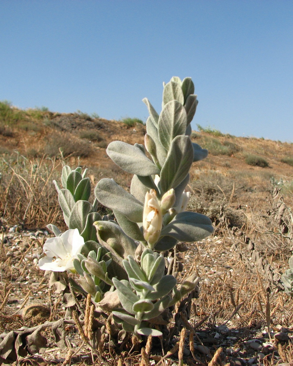 Image of Convolvulus persicus specimen.