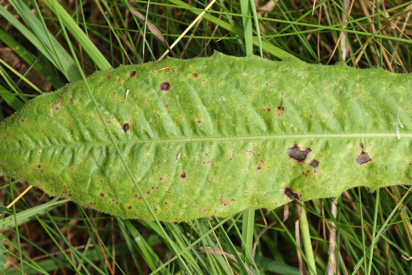 Image of Picris hieracioides specimen.