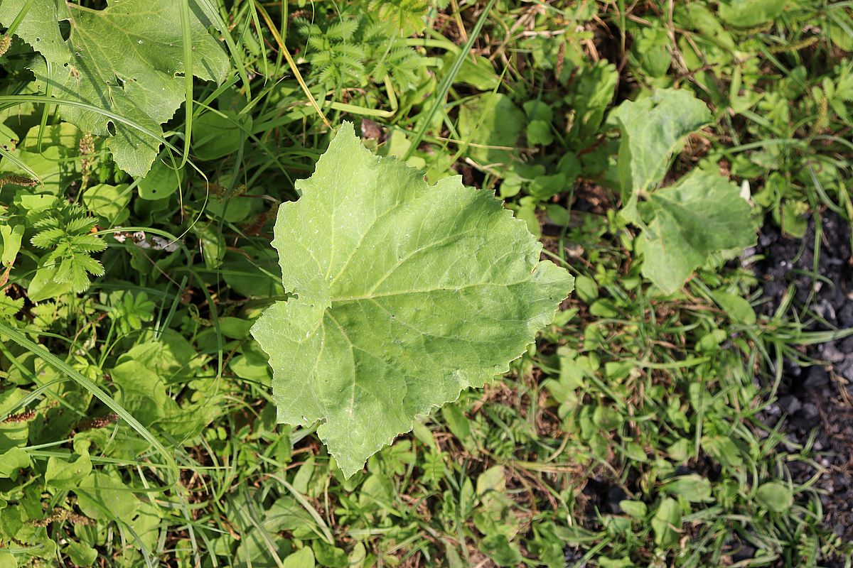 Image of Petasites spurius specimen.