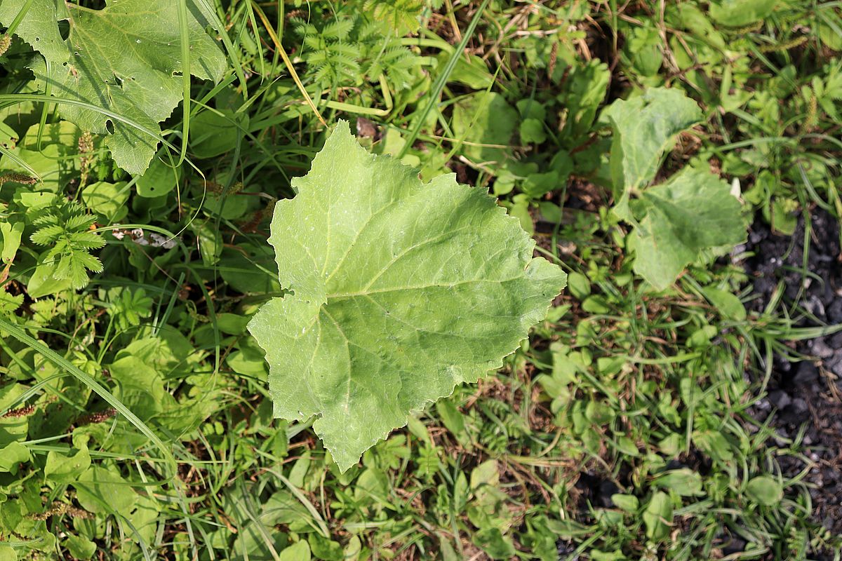 Изображение особи Petasites spurius.