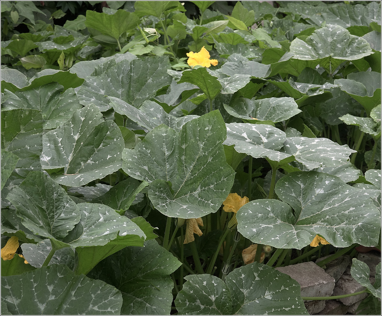 Image of Cucurbita pepo specimen.