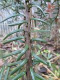 Pseudotaxus chienii