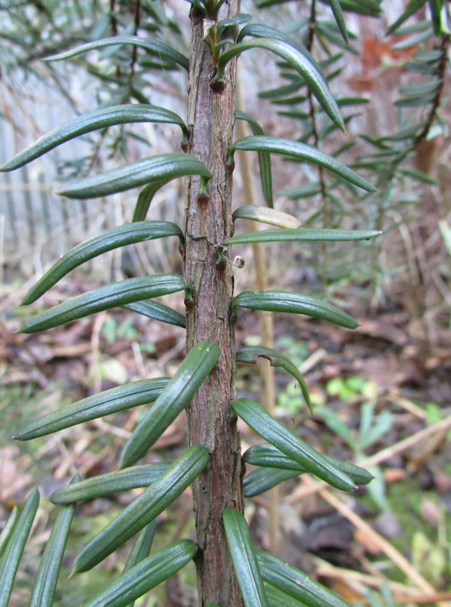 Image of Pseudotaxus chienii specimen.