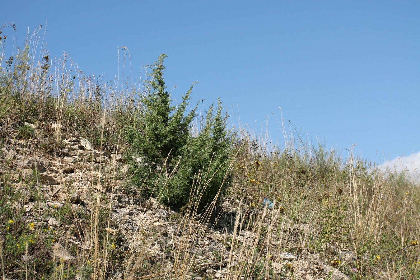 Изображение особи Juniperus communis.