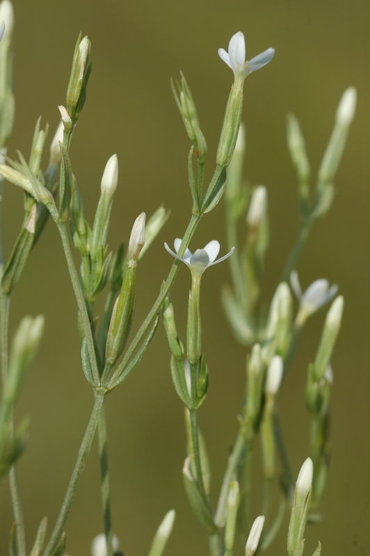 Изображение особи Centaurium meyeri.