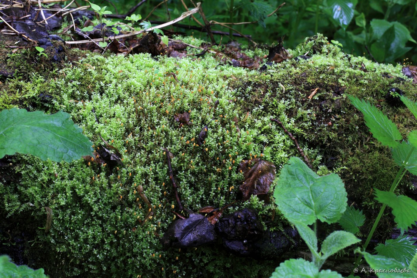 Image of Plagiomnium cuspidatum specimen.