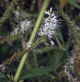 Veronicastrum virginicum