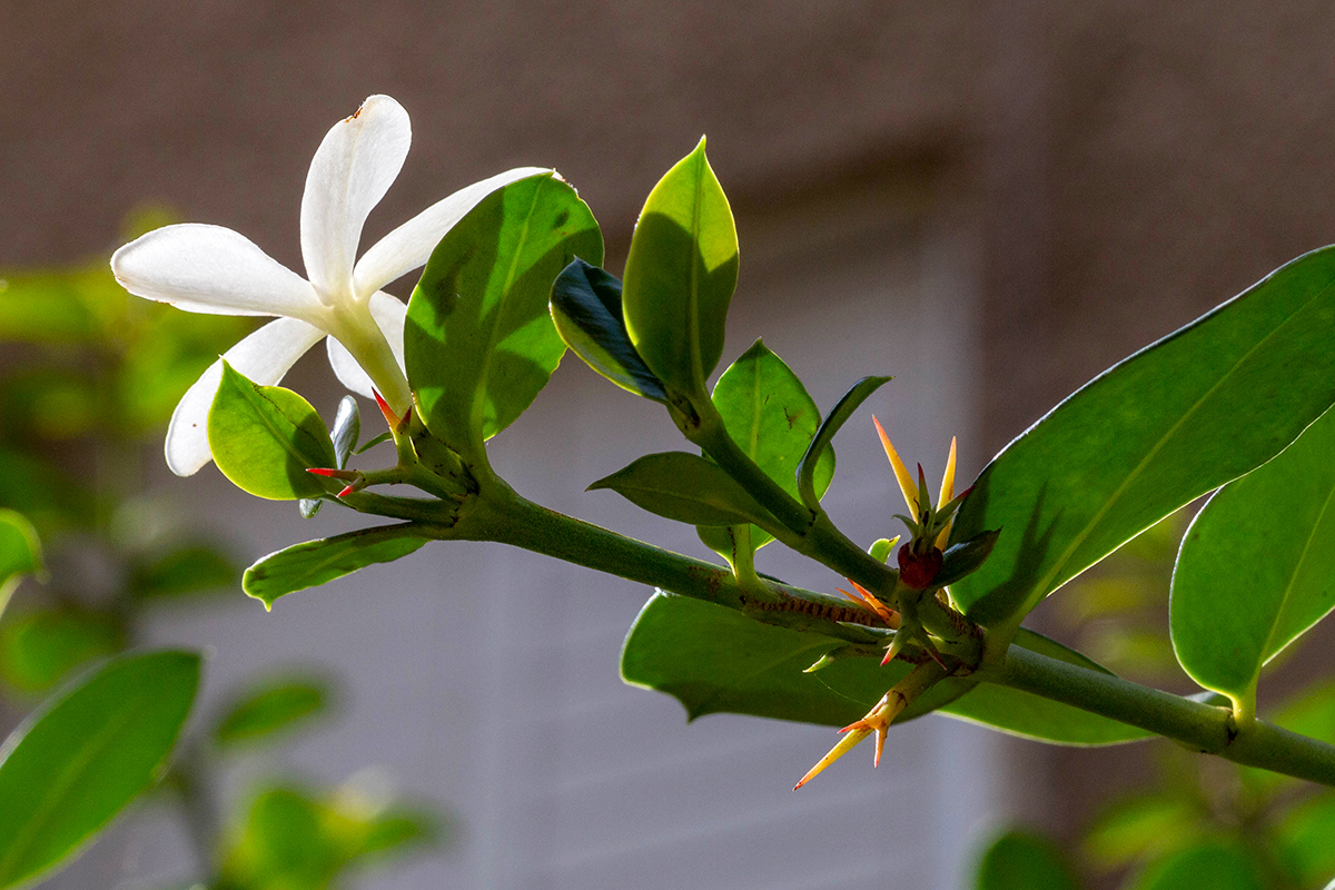 Image of Carissa macrocarpa specimen.