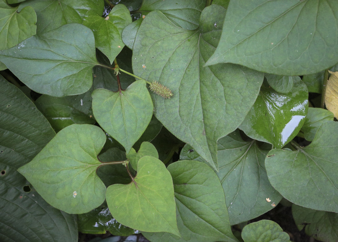 Изображение особи Houttuynia cordata.