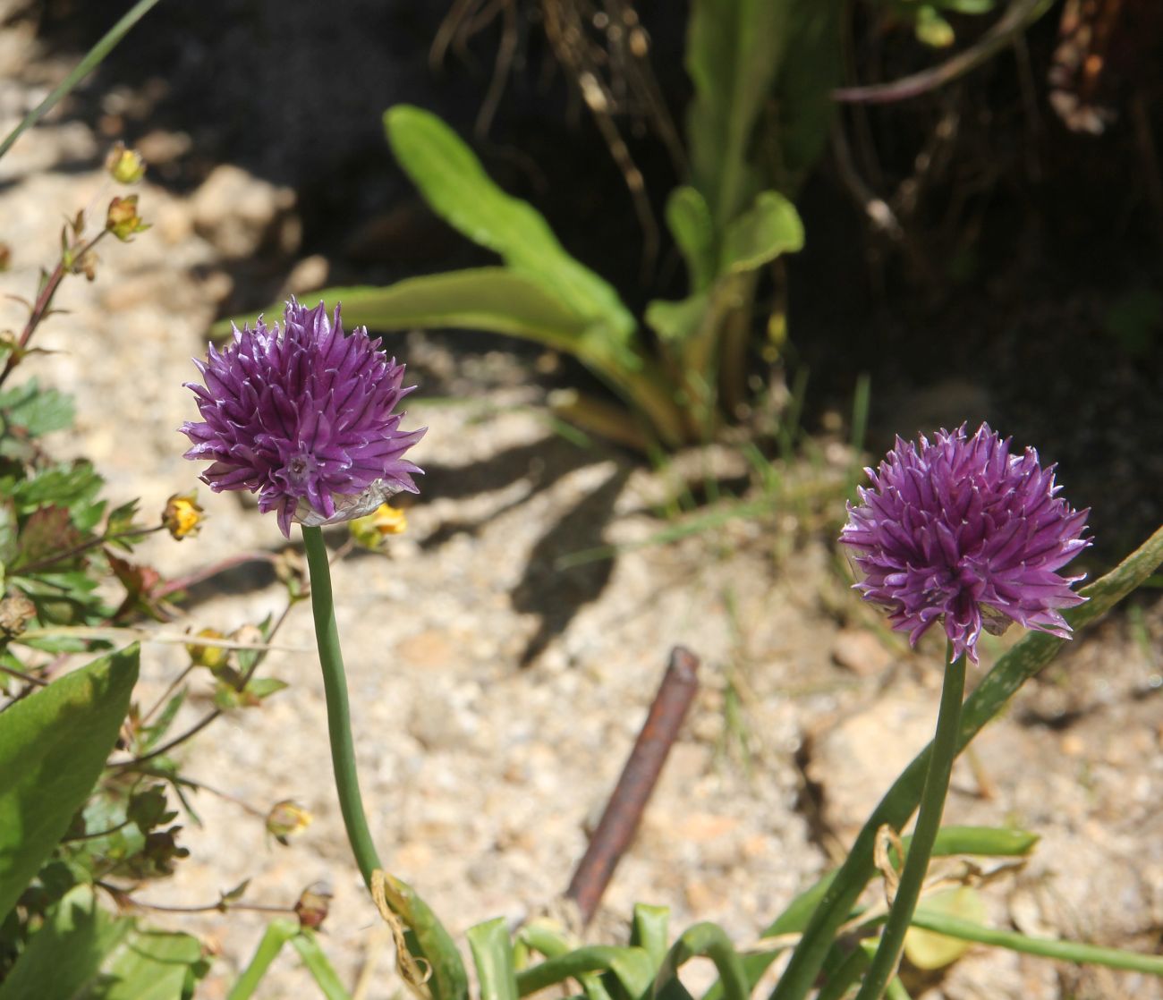 Изображение особи Allium schoenoprasum.