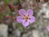 Geranium purpureum