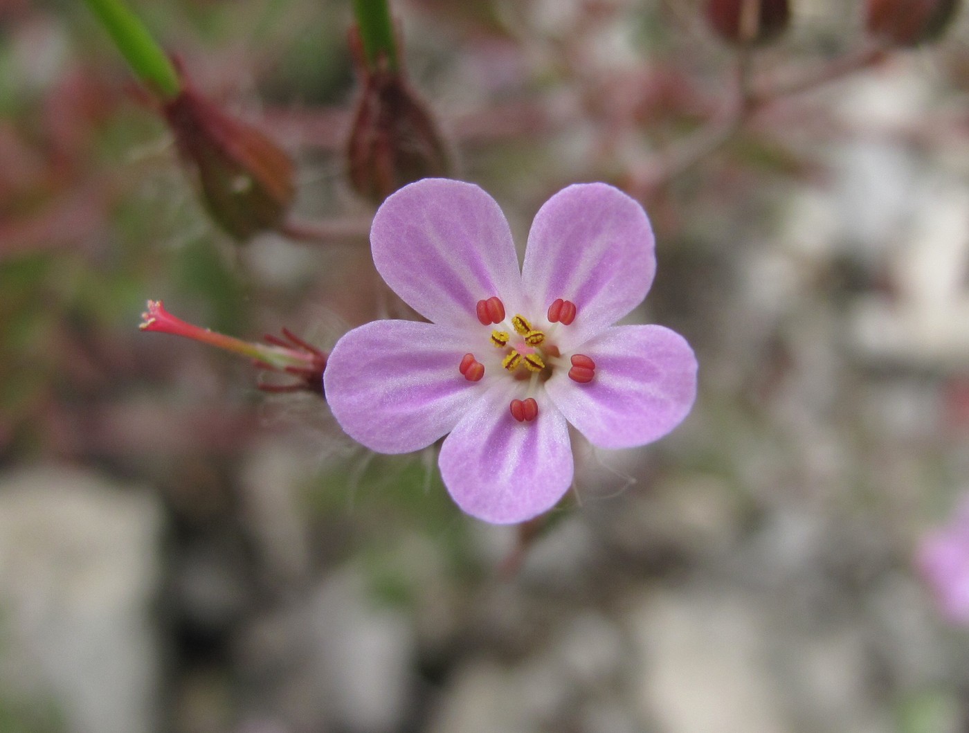 Изображение особи Geranium purpureum.