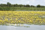 Nymphoides peltata