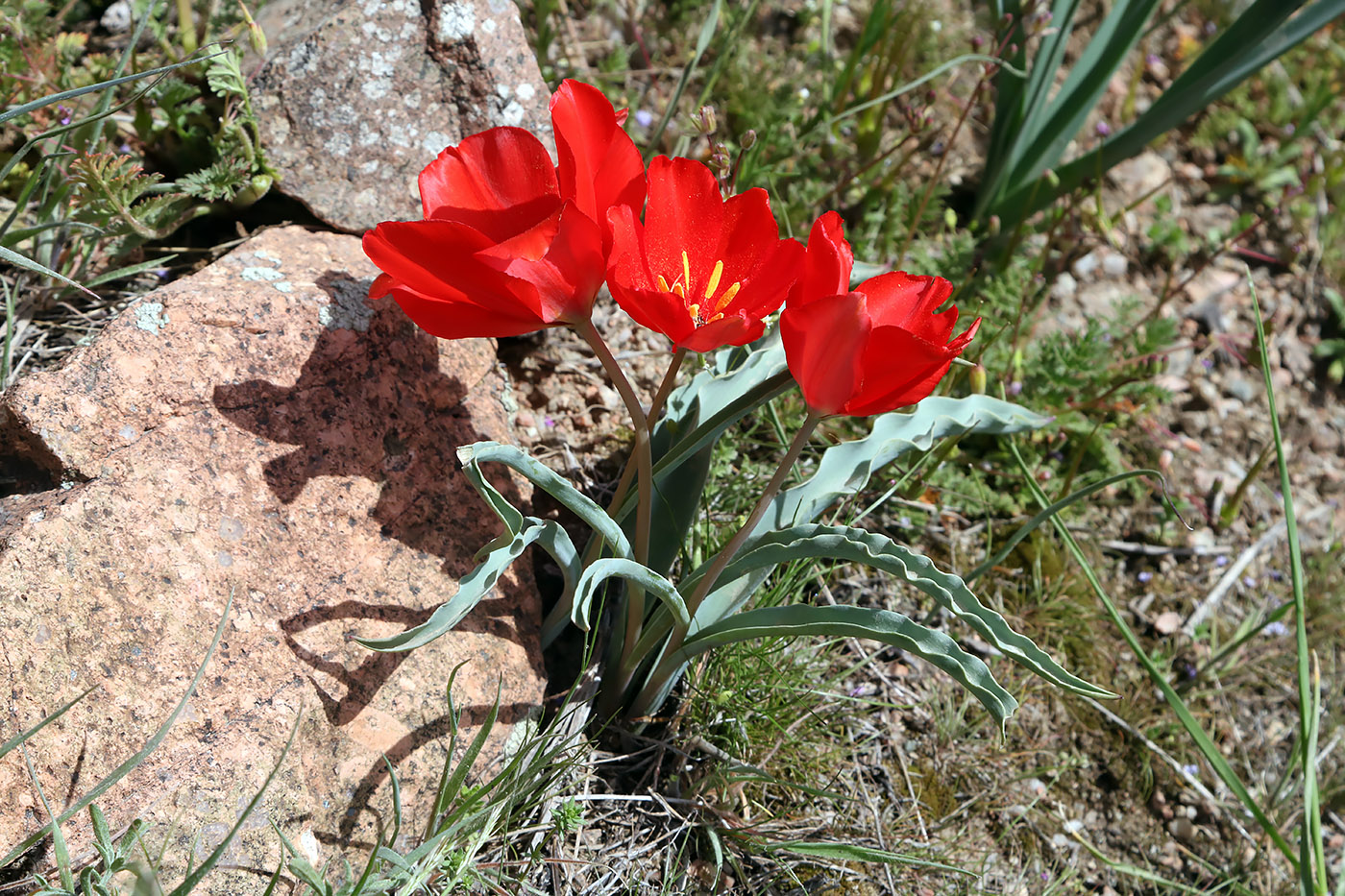 Image of Tulipa korolkowii specimen.