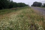 Anthemis ruthenica