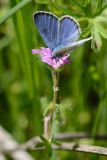 Geranium dissectum. Цветок с кормящимся чешуекрылым насекомым. Краснодарский край, Лазаревский р-н, мкр-н Дагомыс, гора Успенка 140 м н.у.м., поляна. 03.05.2022.