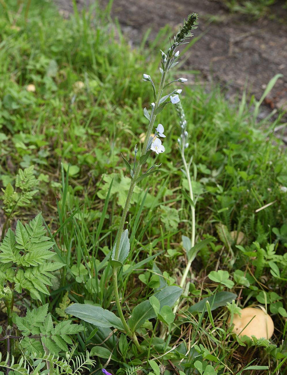 Image of Veronica gentianoides specimen.