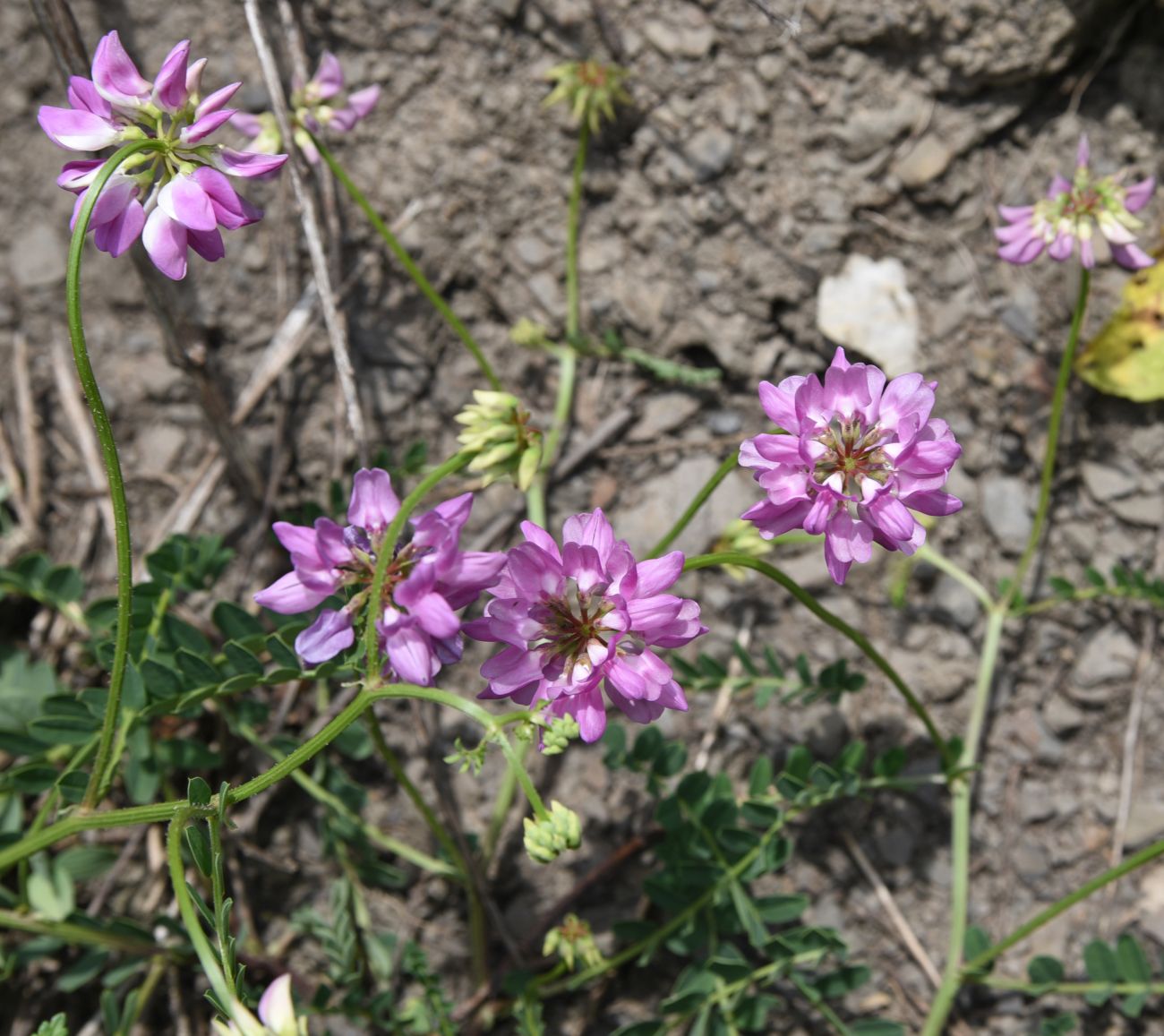 Image of Securigera varia specimen.