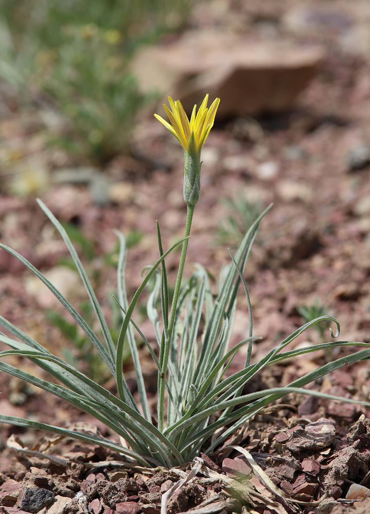 Изображение особи Scorzonera pubescens.