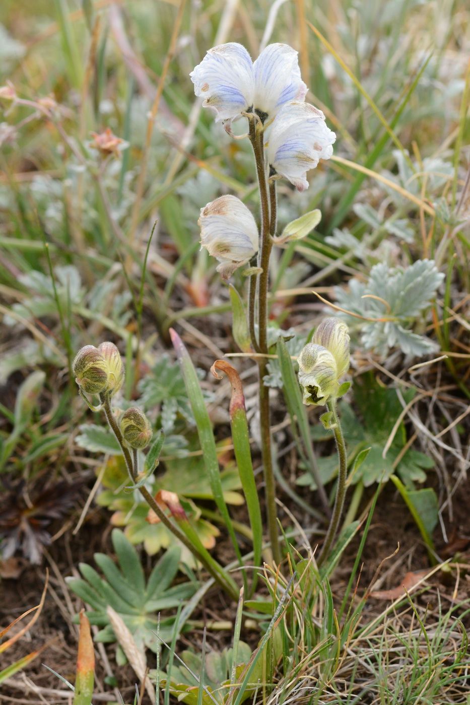 Изображение особи Aconitum rotundifolium.