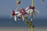 Cynanchum acutum