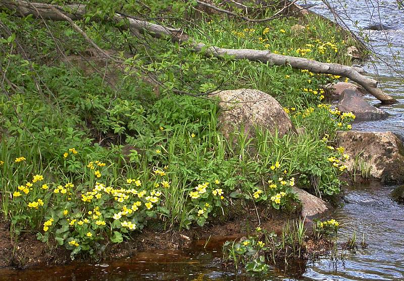 Изображение особи Caltha palustris.