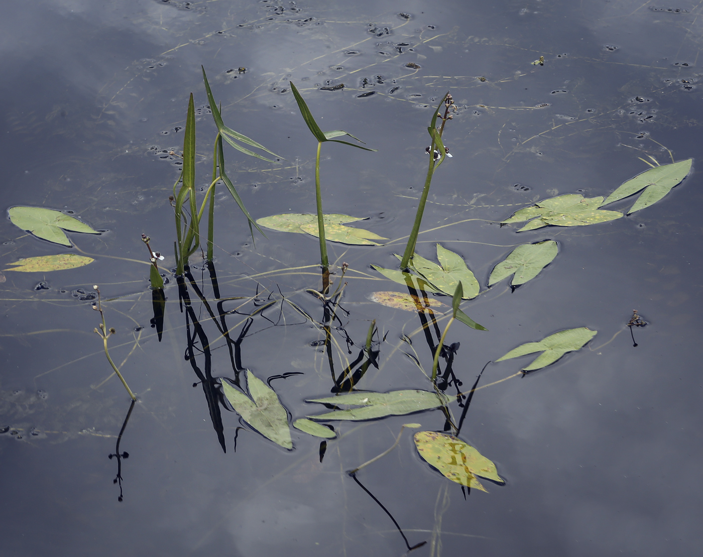 Image of Sagittaria sagittifolia specimen.