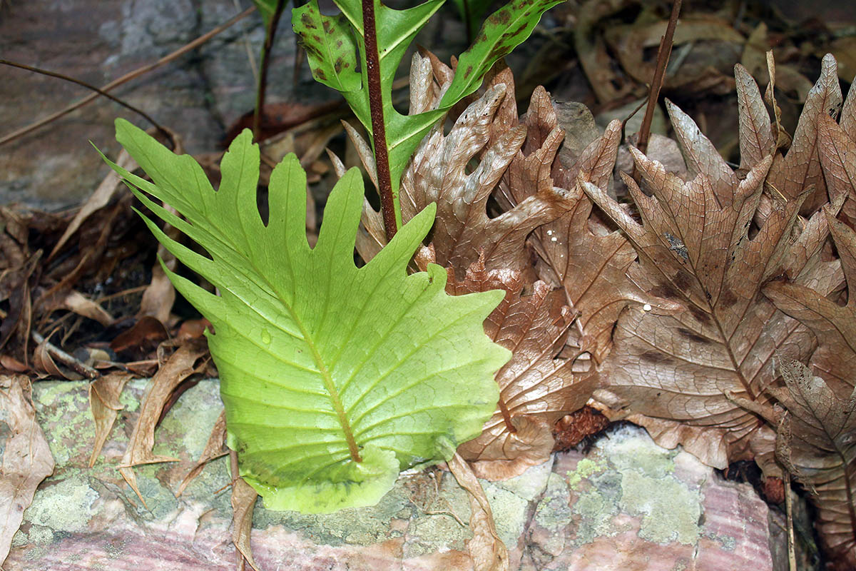 Image of Drynaria quercifolia specimen.