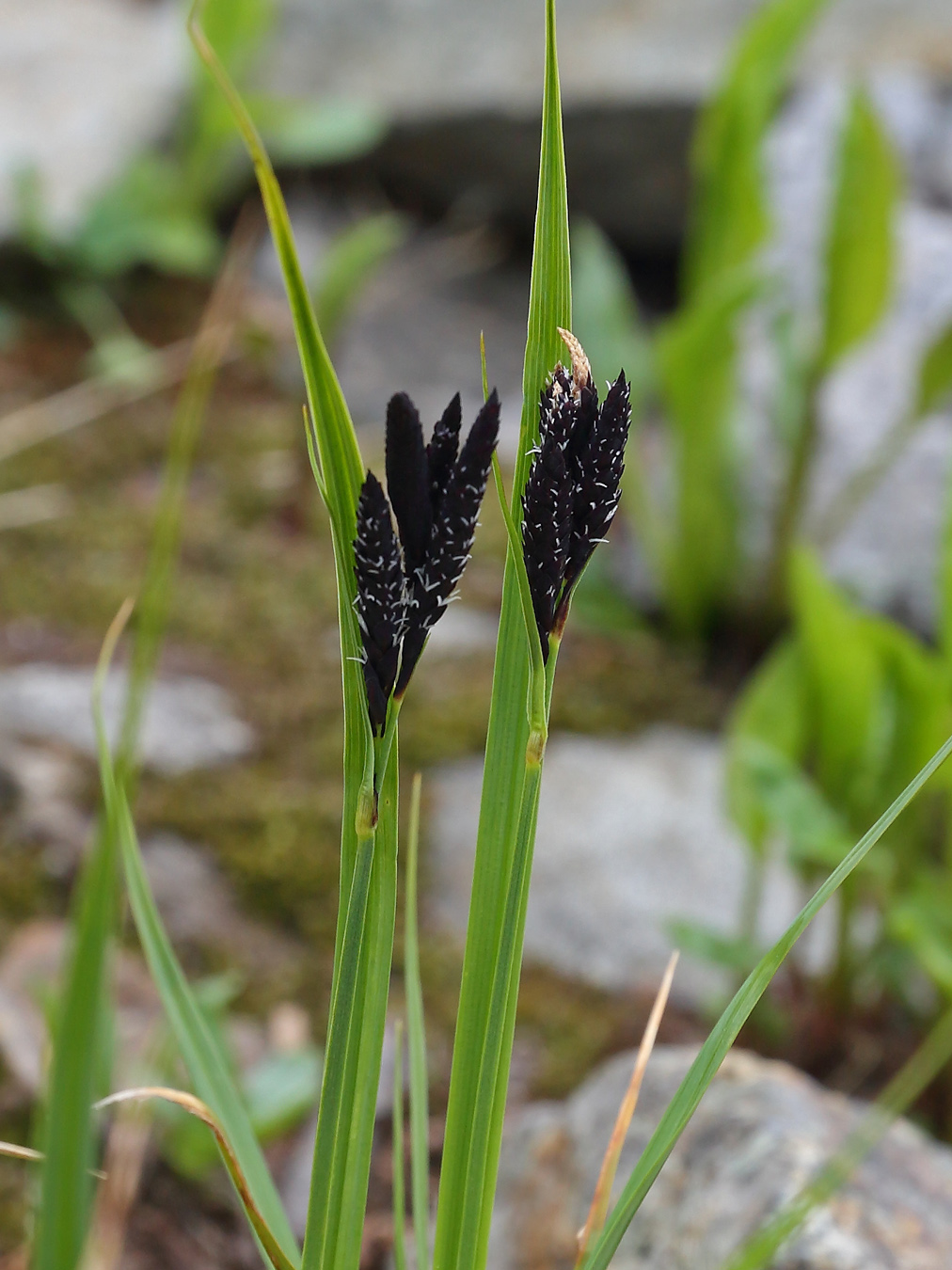 Image of Carex aterrima specimen.