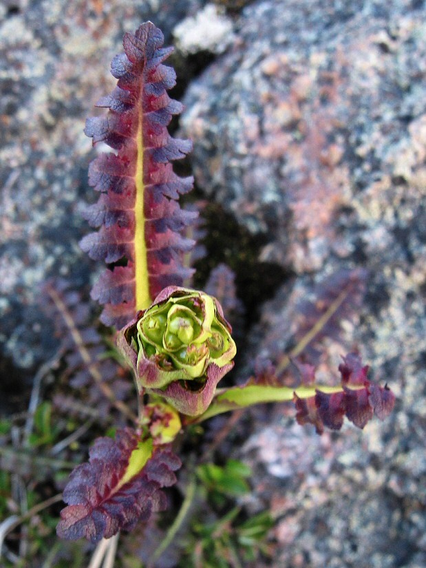 Изображение особи Pedicularis sceptrum-carolinum.