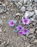 Geranium charlesii