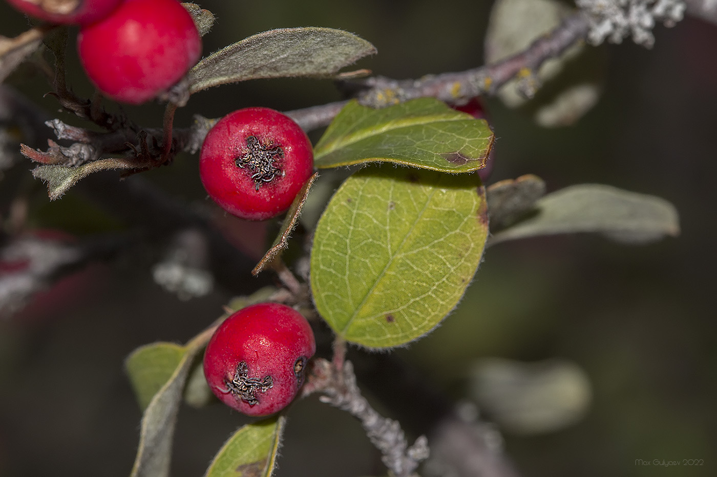 Изображение особи Cotoneaster tauricus.