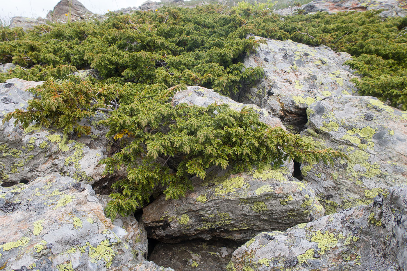 Image of Juniperus hemisphaerica specimen.