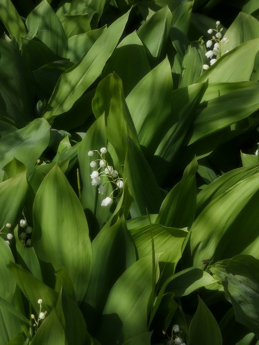 Изображение особи Convallaria majalis.