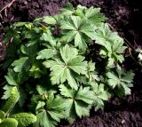 Trollius altaicus