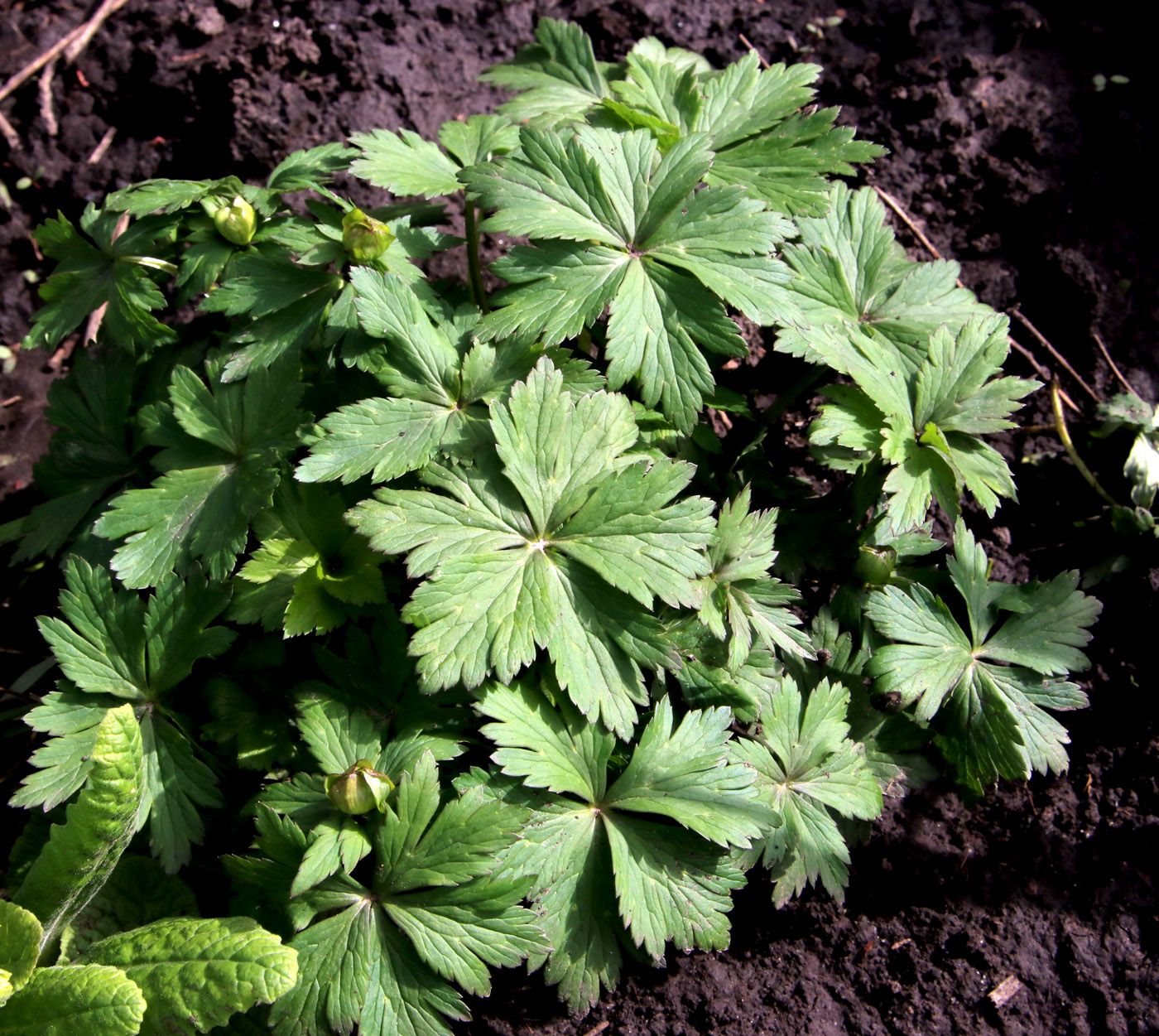 Изображение особи Trollius altaicus.