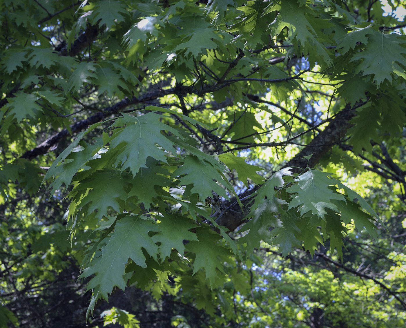 Изображение особи Quercus rubra.