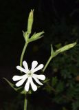 Silene turkestanica