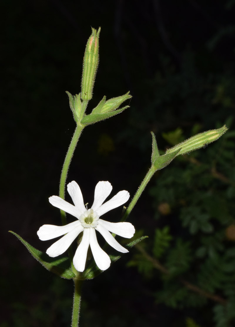 Изображение особи Silene turkestanica.