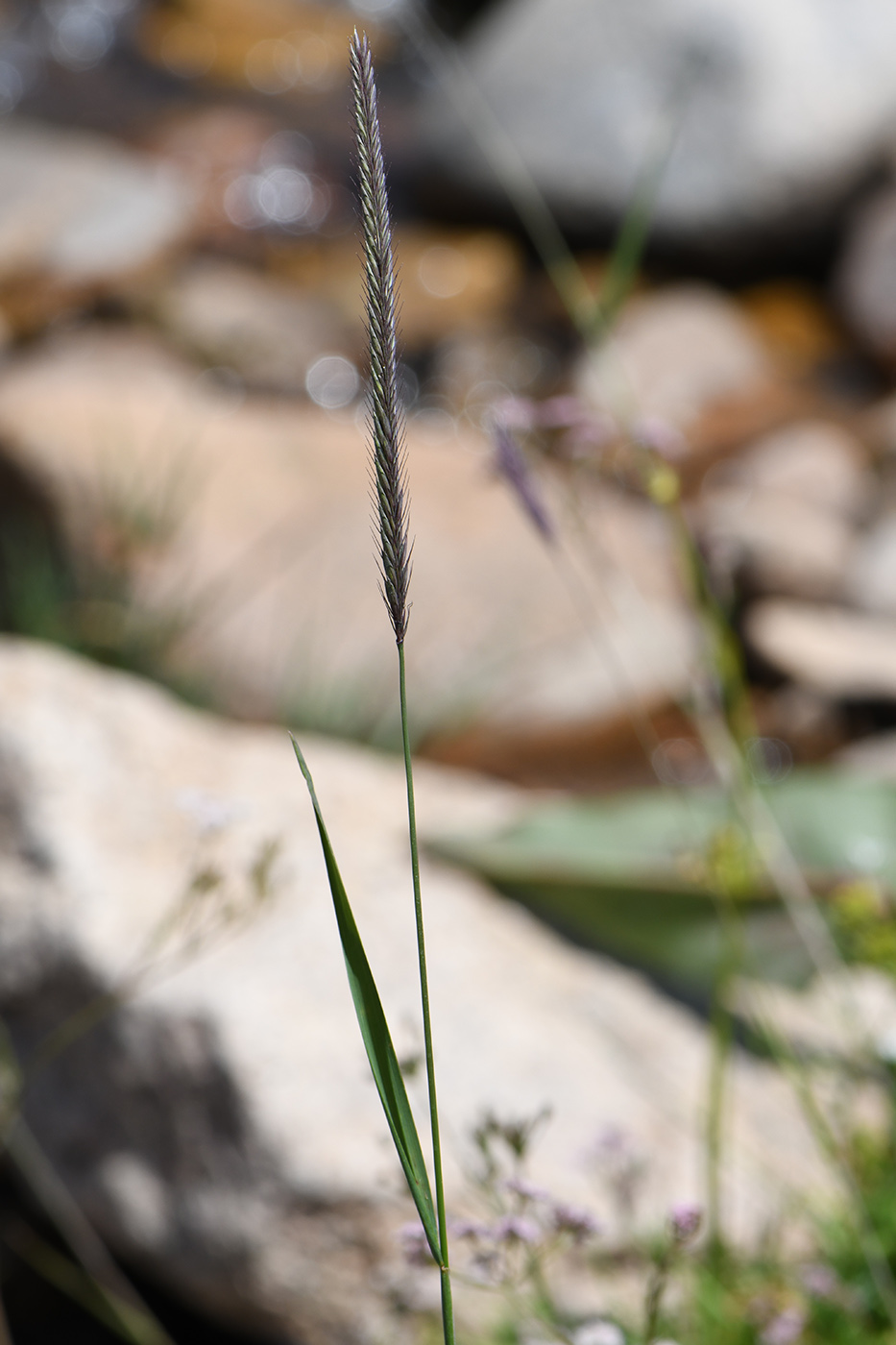 Изображение особи Hordeum turkestanicum.