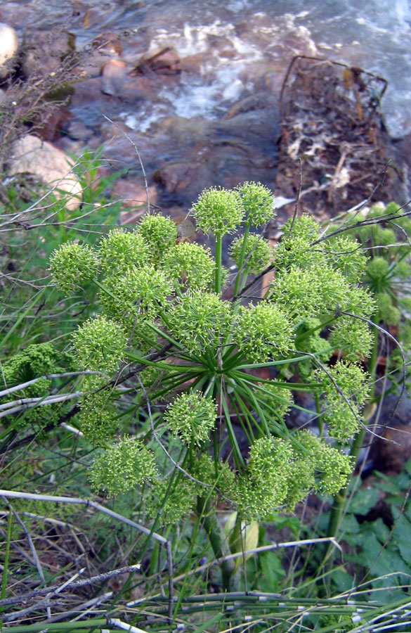 Image of Archangelica decurrens specimen.