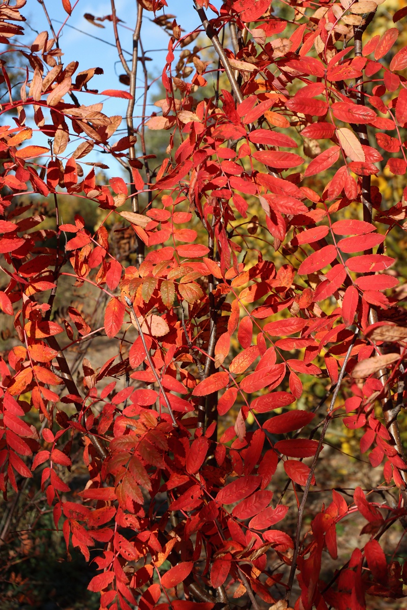 Image of Sorbus aucuparia specimen.