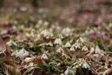 Galanthus rizehensis