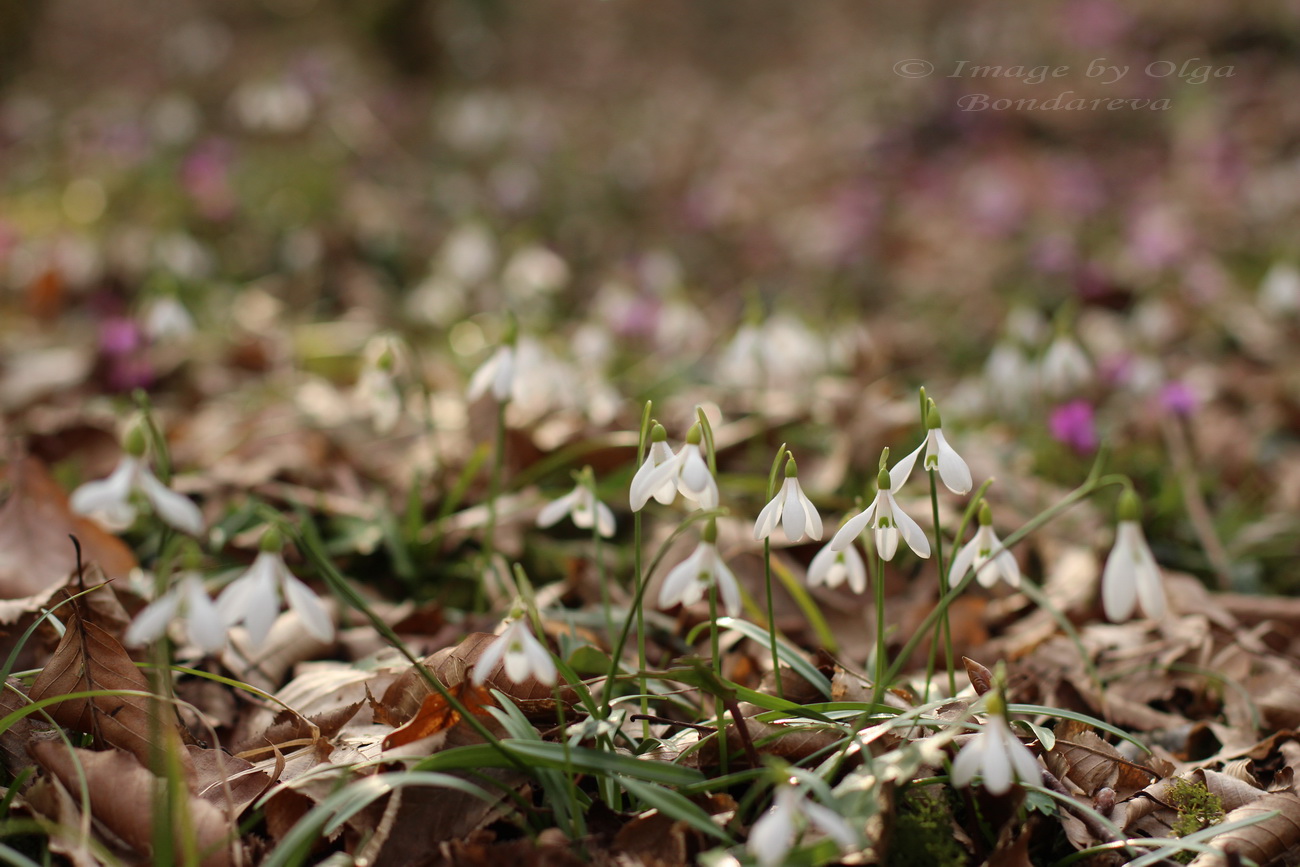 Изображение особи Galanthus rizehensis.