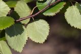 Betula subarctica. Часть веточки (видны абаксиальные стороны листьев). Карелия, восточный берег оз. Топозеро, губа Нильмагуба, закустаренный песчаный берег. 26.07.2021.